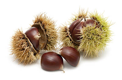 Growing Chestnut Trees Image